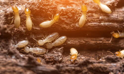 Termite Problems Lancaster, PA
